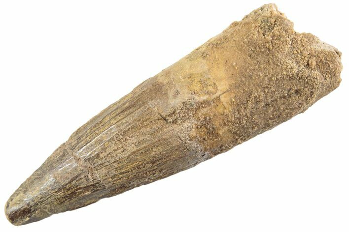 Fossil Spinosaurus Tooth - Real Dinosaur Tooth #360139